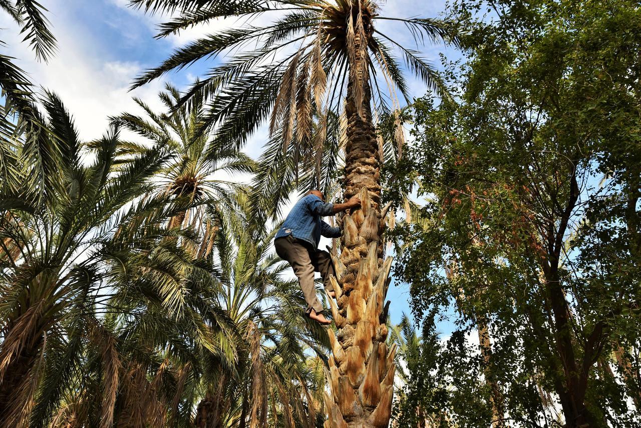 Dar Ezzahra Villa Tozeur Bagian luar foto